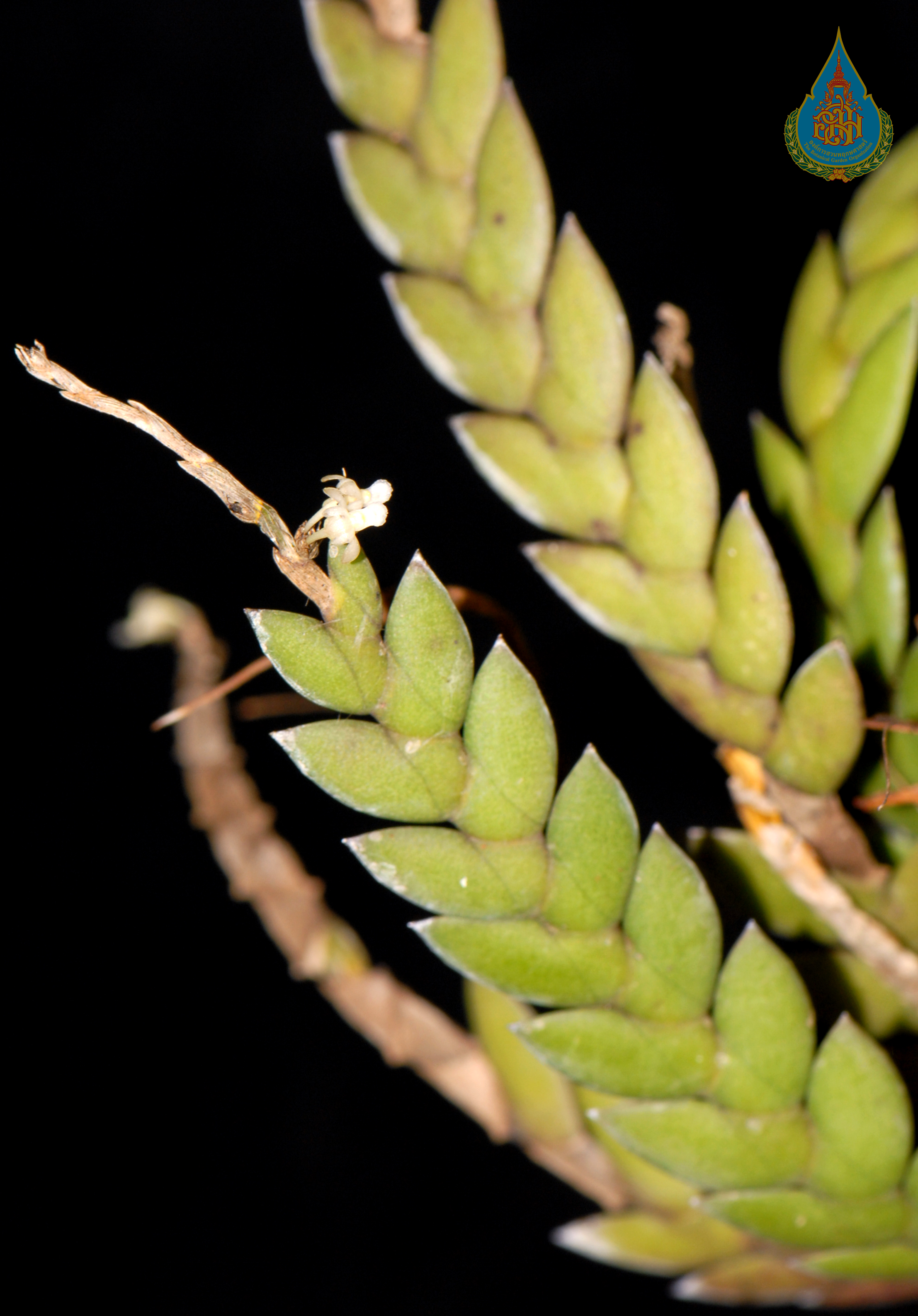 เอื้องมณี Dendrobium aloifolium (Blume) Rchb.f.<br/>ORCHIDACEAE